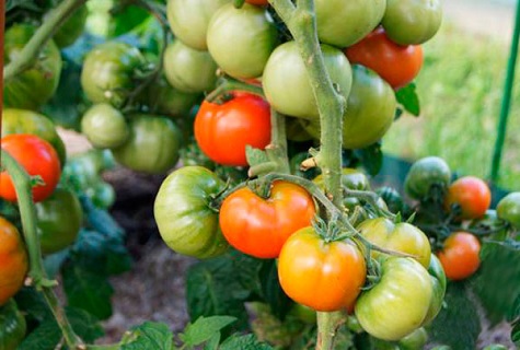 ultra early ripening variety