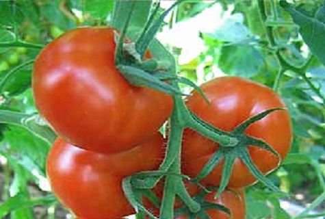 early ripening Vyatich