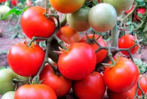 Caractéristiques et description de la variété de tomate Betta