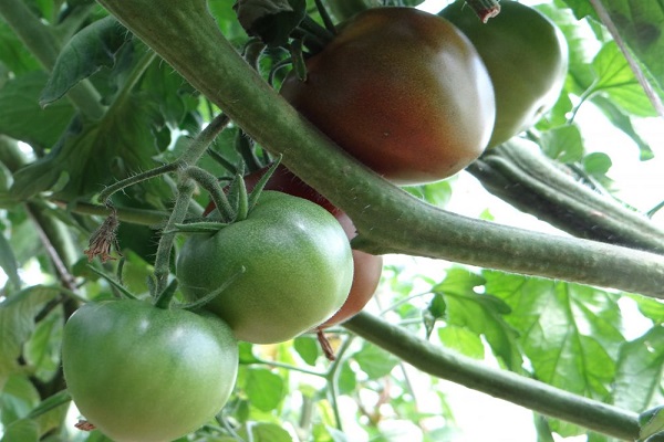 tomato is not black