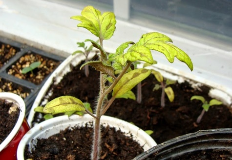 gula tomatplantor