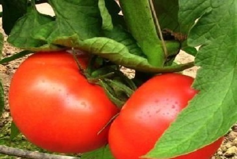 доста продуктивни