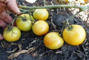 Kjennetegn og beskrivelse av Long Keeper-tomatvarianten, dens utbytte