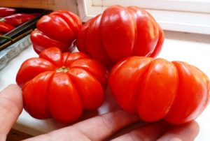 Opis i cechy odmiany pomidora Lorraine beauty