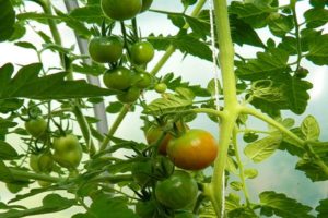 Description et caractéristiques de la variété de tomate Lazy's Dream