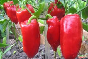Egenskaber og beskrivelse af peberfrugter af sorten Gift of Moldova