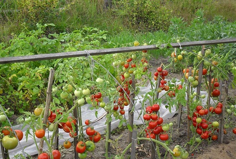 легло с доматена пръчица