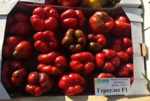 Χαρακτηριστικά και περιγραφή της ποικιλίας των πιπεριών Ηρακλής