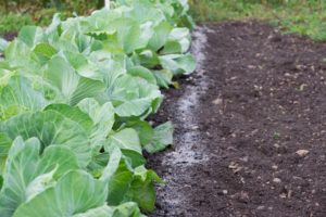 Wie man Kohl füttert und Schädlinge mit Asche behandelt