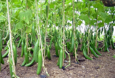 concombres dans la serre