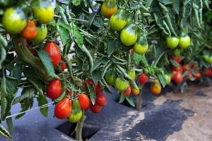 Mô tả các giống cà chua hình quả lê trên đất trống