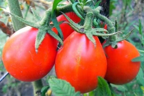 שיחי עגבניות אגס אדום