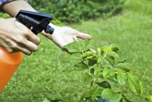 Wie man Kohl von Schädlingen mit Ammoniak behandelt
