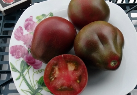 מגוון עגבניות כד יין