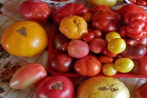 Uma seleção das melhores variedades de tomate para a região noroeste