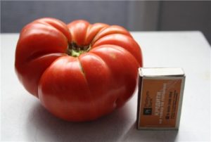 Продуктивност и опис сорте парадајза Ангела Гигант