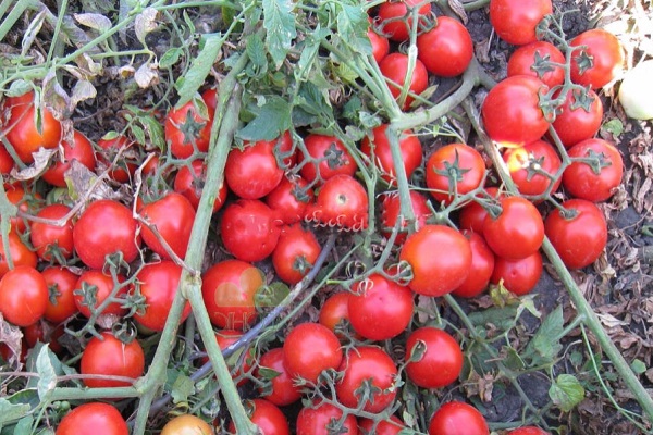 tomato lies