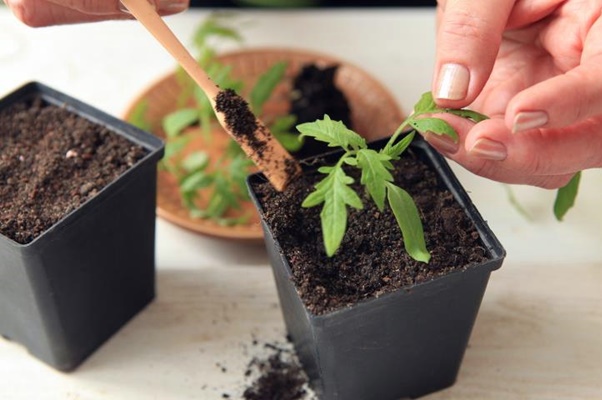 solo para mudas de tomate