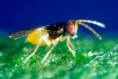 Insekten-Enkarsien