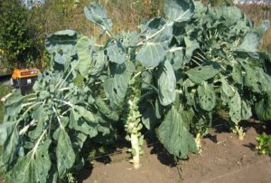 Rosenkohl auf freiem Feld anbauen und pflegen