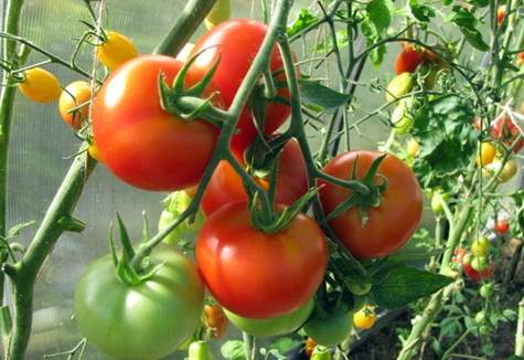 tomato pink gel in the greenhouse