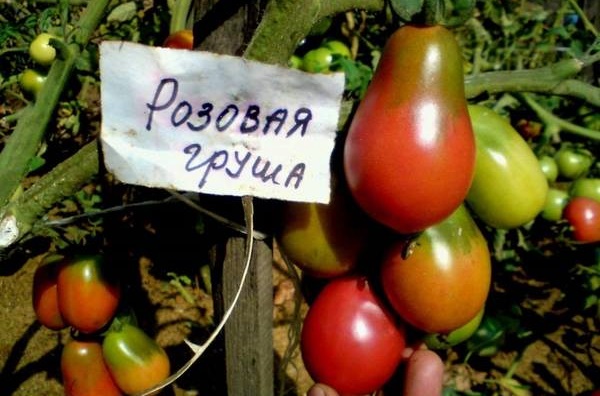 apariencia de tomate Pera rosa