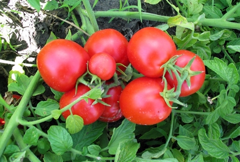 tomatbusker Snømann f1 i hagen