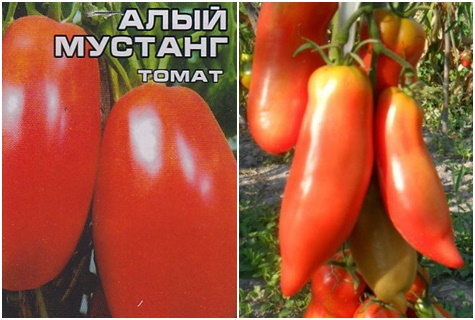 семена от домати Скарлет мустанг