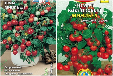 Tomatensamen Minibel