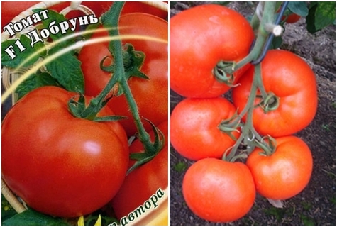 σπόροι ντομάτας Dobrun