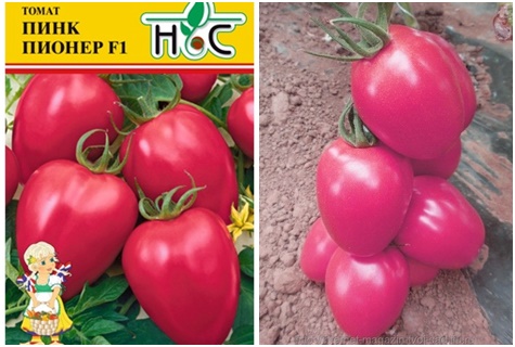 Tomatensamen Pink Pioneer