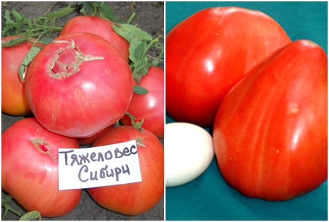tomatoes heavyweight siberia on the table