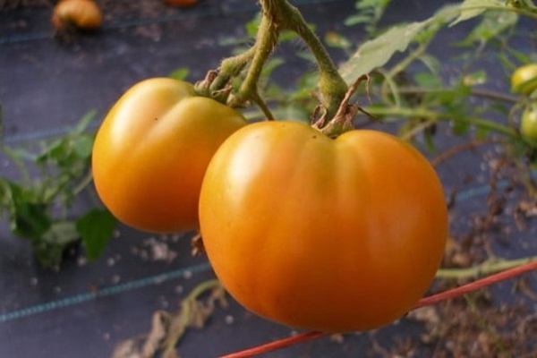 Baltic tomatoes