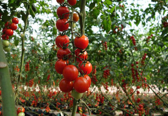 Kirschtomate auf freiem Feld