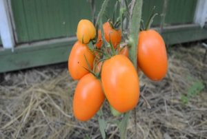 Eigenschaften und Beschreibung der Chukhloma-Tomatensorte, deren Ertrag