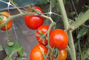 Eigenschaften und Beschreibung der Tomatensorte Dvortsovy, Ertrag