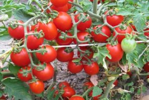 Wachsen mit einer Beschreibung und Eigenschaften der Tomatensorte Däumelinchen