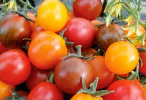 Beschreibung und Eigenschaften der Tomatensorte Kish mish