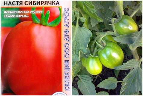 семе парадајза Настиа сибириацхка
