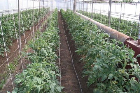 tomatoes in the greenhouse