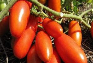 Eigenschaften und Beschreibung der Gazpacho-Tomatensorte, deren Ertrag