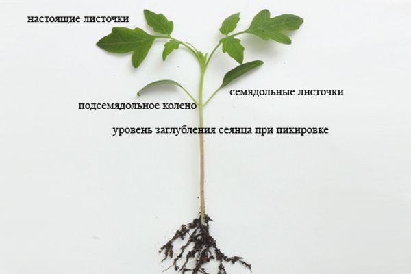 cách trồng cà chua