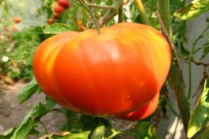 Eigenschaften und Beschreibung der Tomatensorte Pride of Siberia