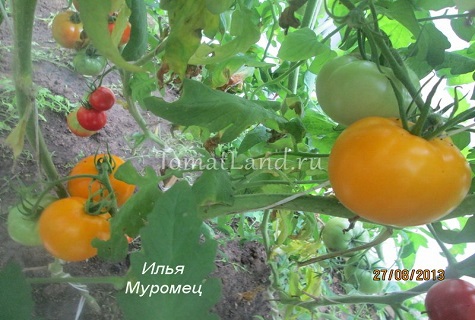 неопределен храст