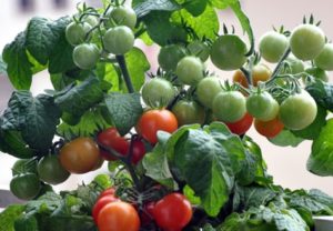 Eigenschaften und Beschreibung der Minibel-Tomatensorte, deren Ertrag