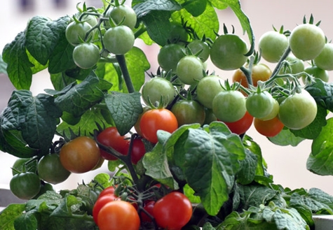 Tomaten Minibel in einem Topf