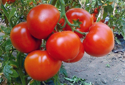 apparence de la tomate Ekaterina