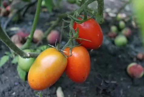 светофар близо до земята