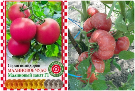 семе парадајза залазак сунца