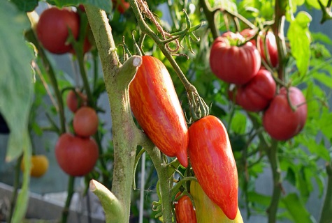 pepper tomato